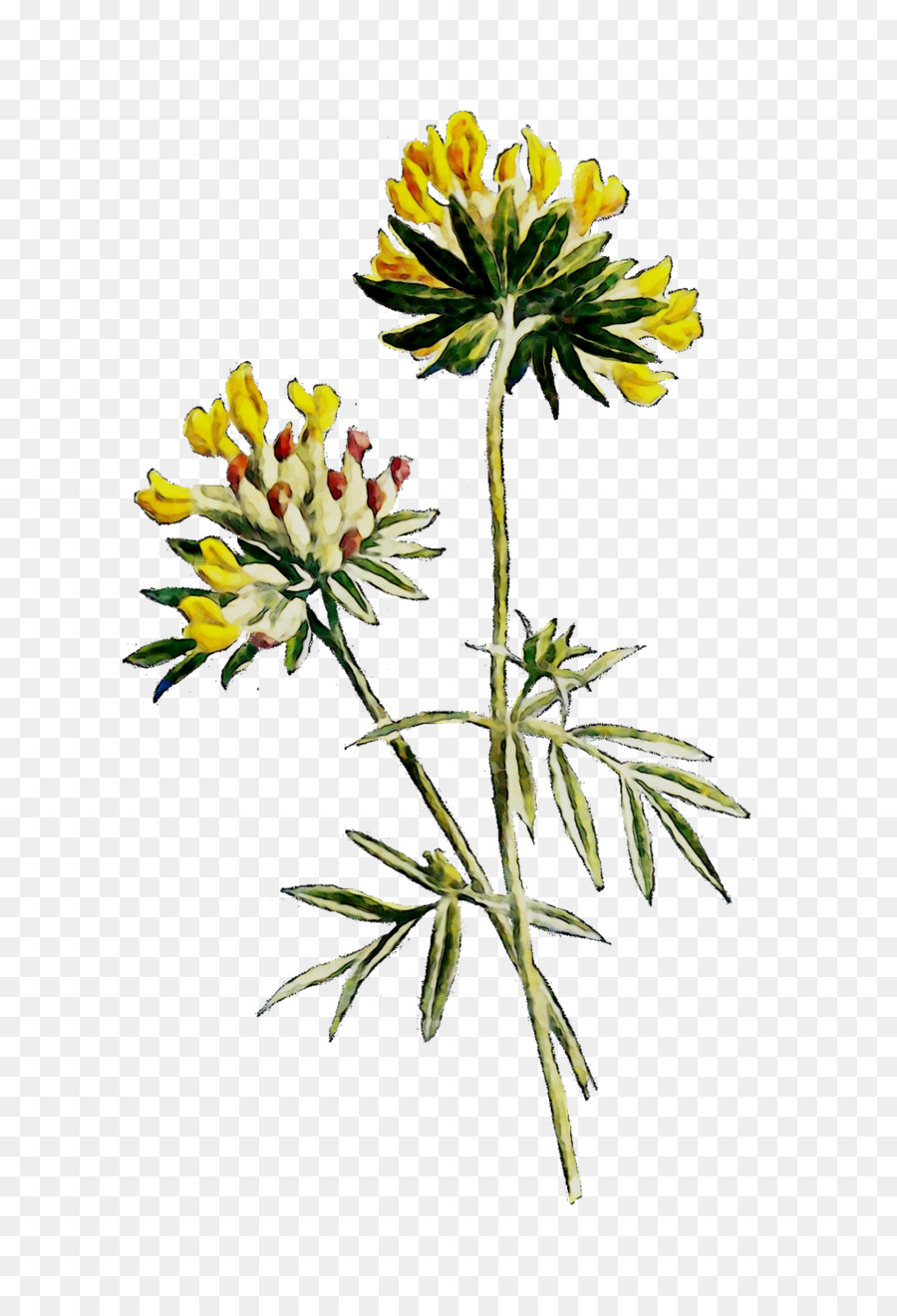 Fleur Jaune，Botanique PNG