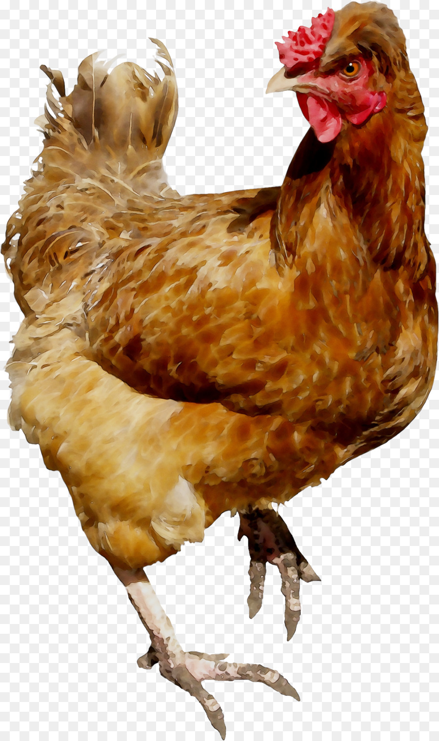 Poulet Brun，Poule PNG