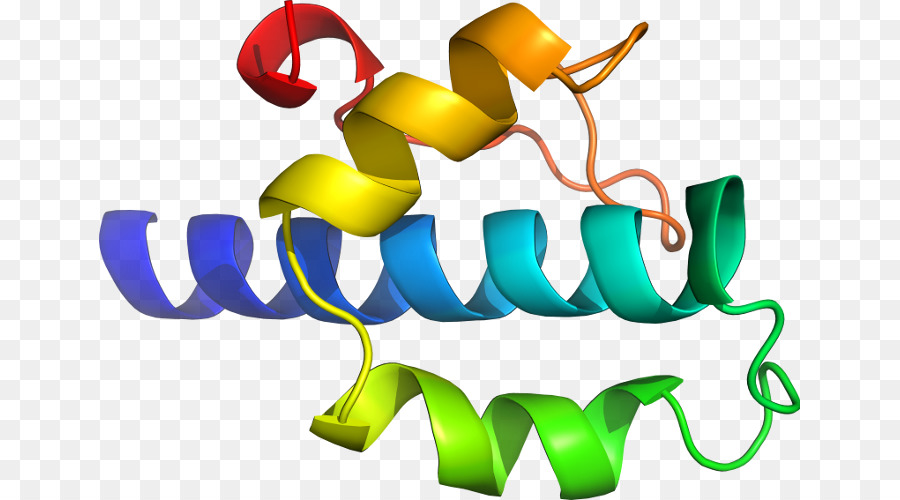 Structure Des Protéines，Molécule PNG