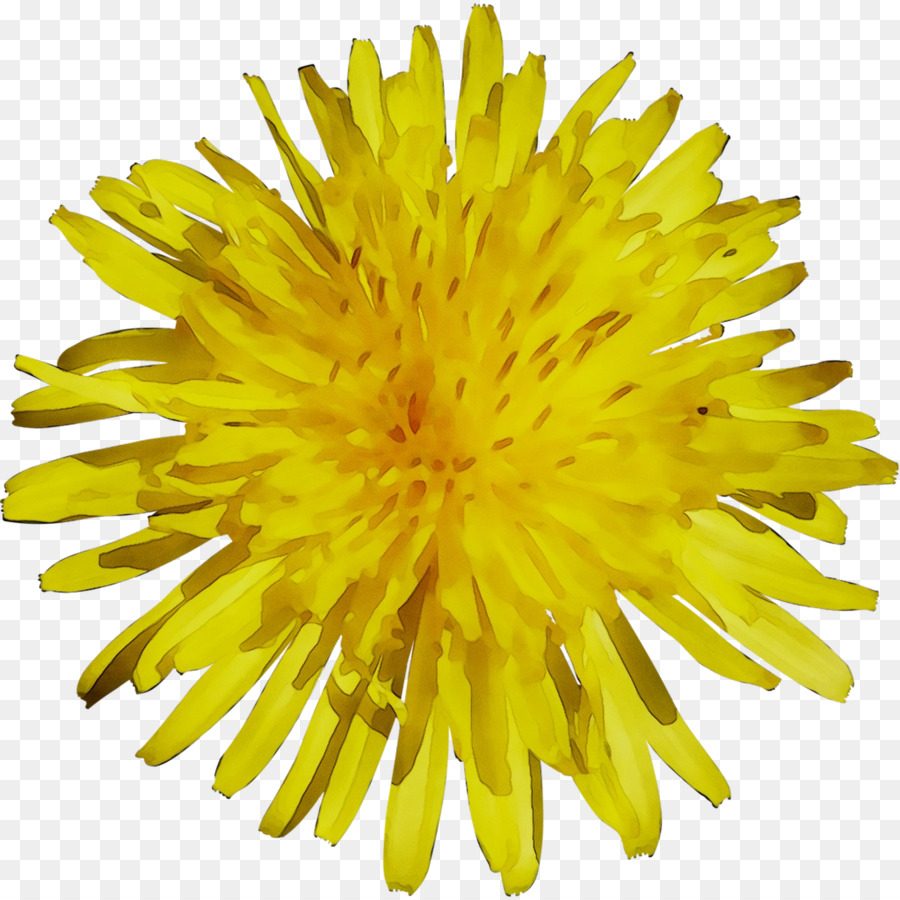 Fleur Jaune，Fleurir PNG