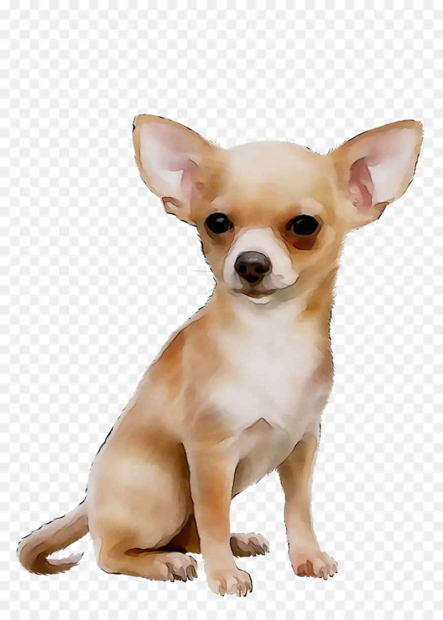 Chihuahua，Jouet Russkiy PNG