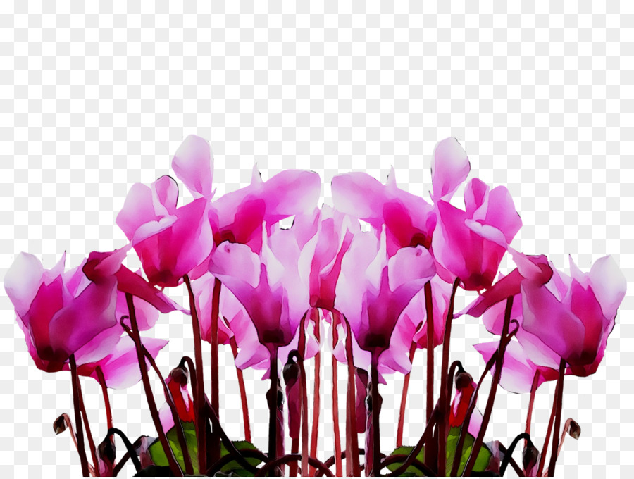 Fleurs Roses，Fleurs PNG