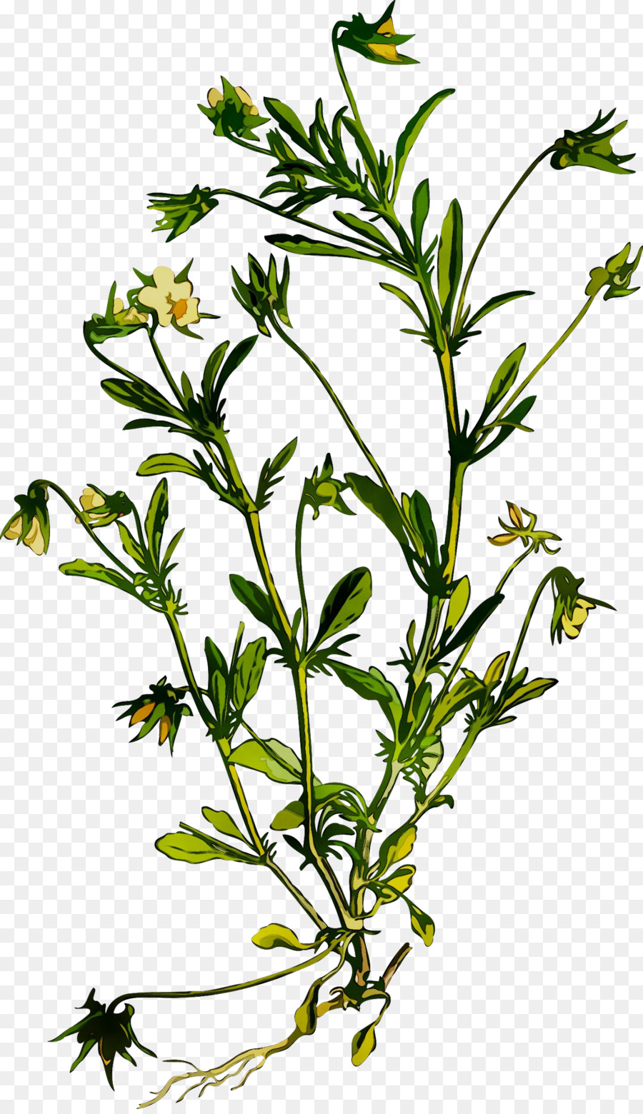 Illustration De La Plante，Fleur PNG