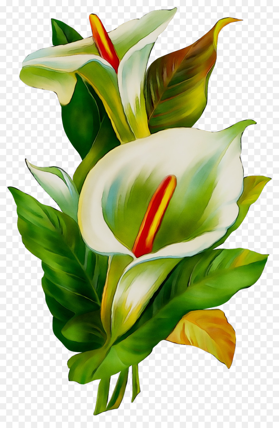 Imessage，Design Floral PNG