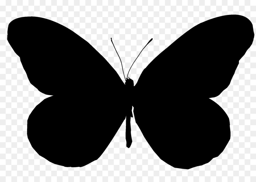 Papillon Noir，Insecte PNG