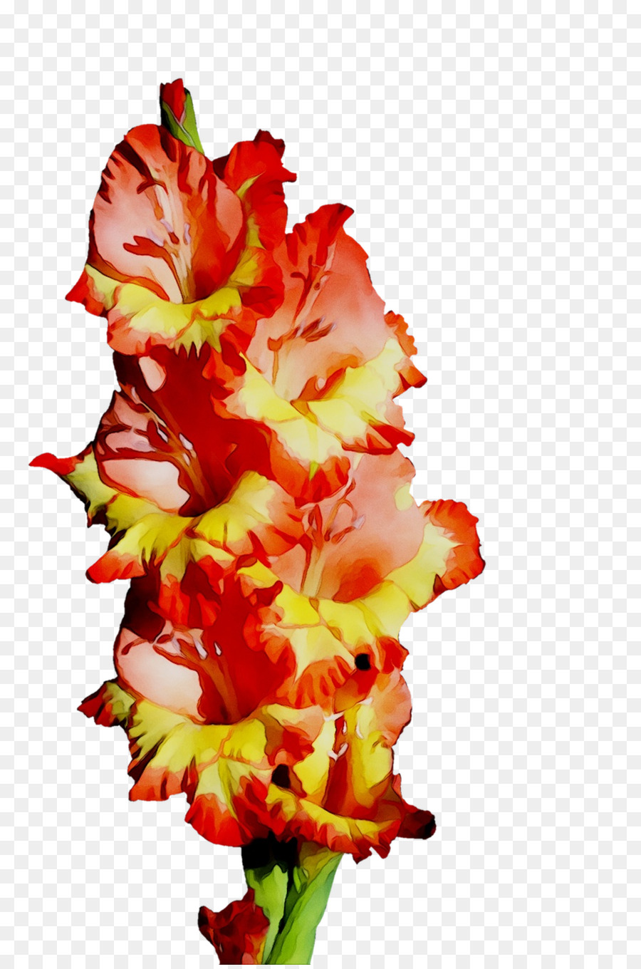 Fleur De Glaïeul，Floraison PNG