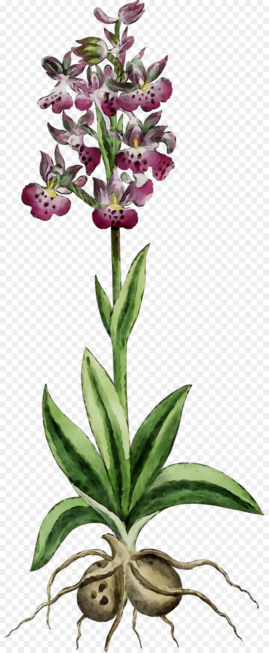 Les Orchidées，Plante Herbacée PNG