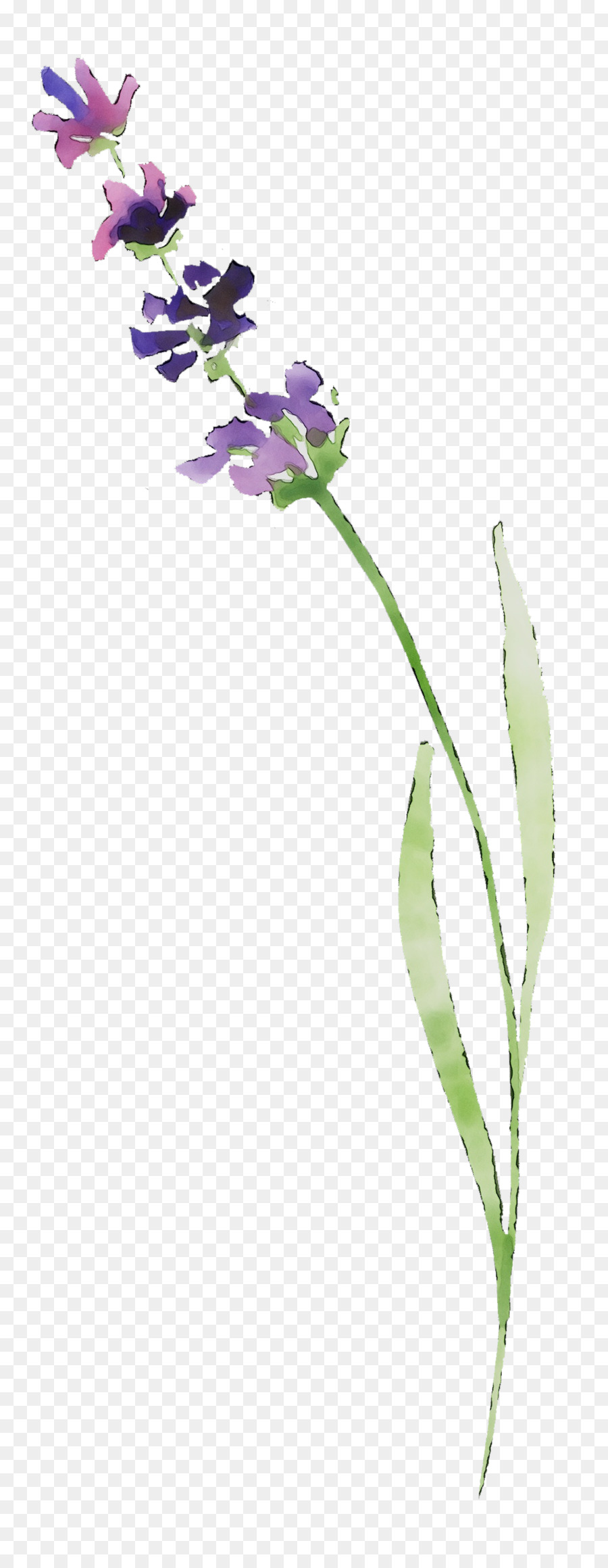 Lavande，Fleur PNG