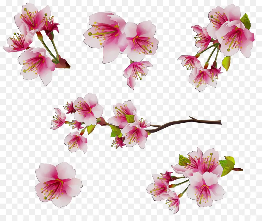 Fleurs De Cerisier，Sakura PNG