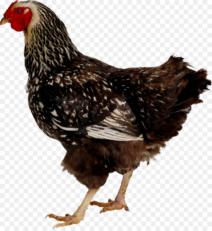 Poulet Brun，Poule PNG