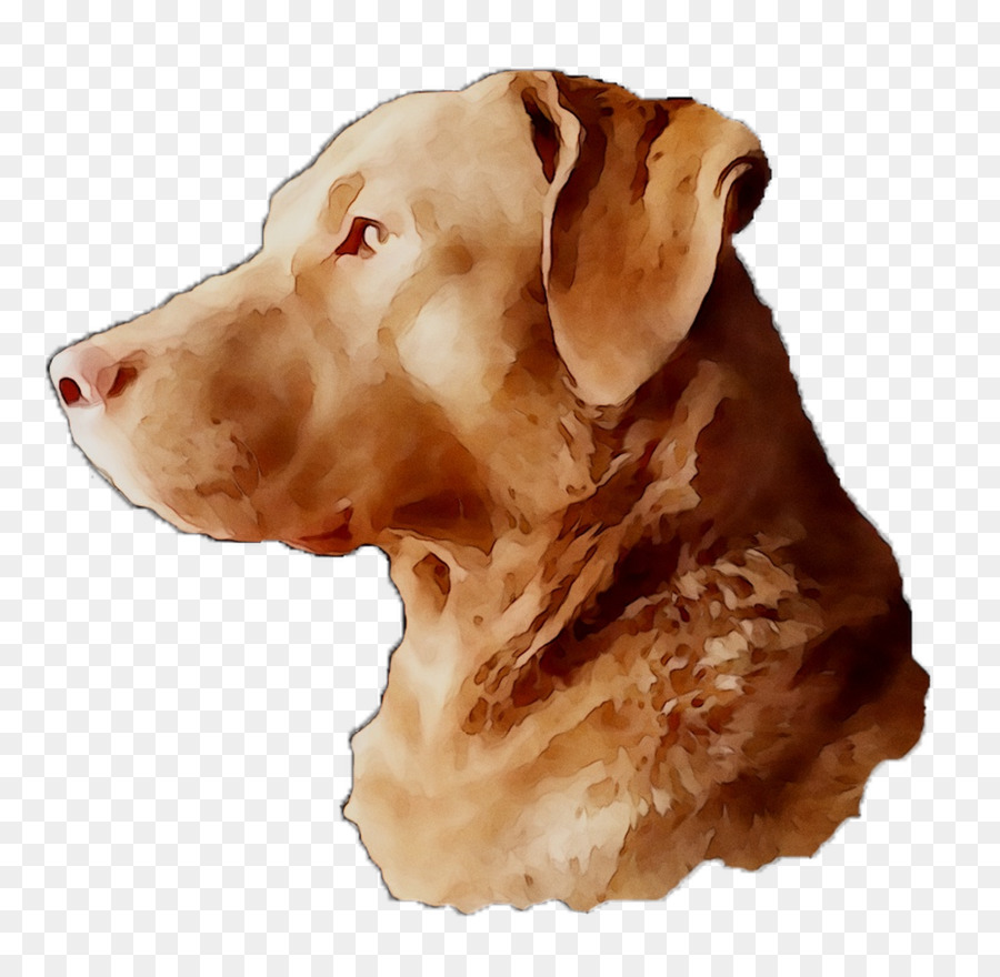 Le Labrador Retriever，Race De Chien PNG