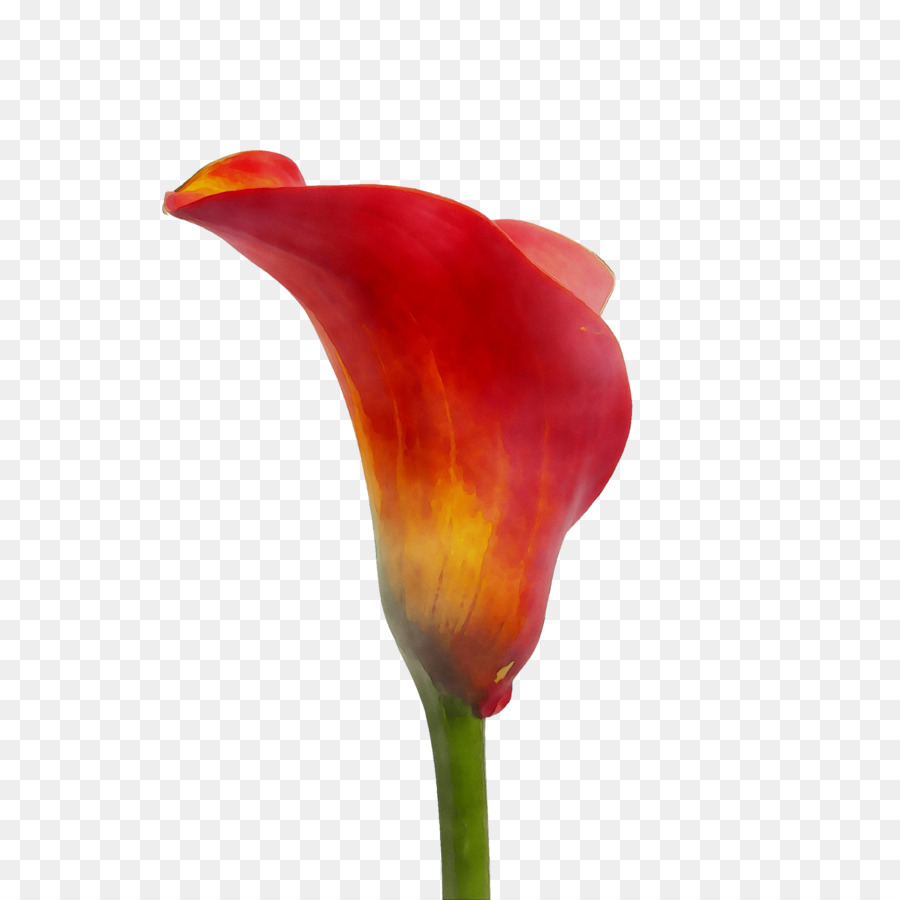 Tulip，Tige De La Plante PNG