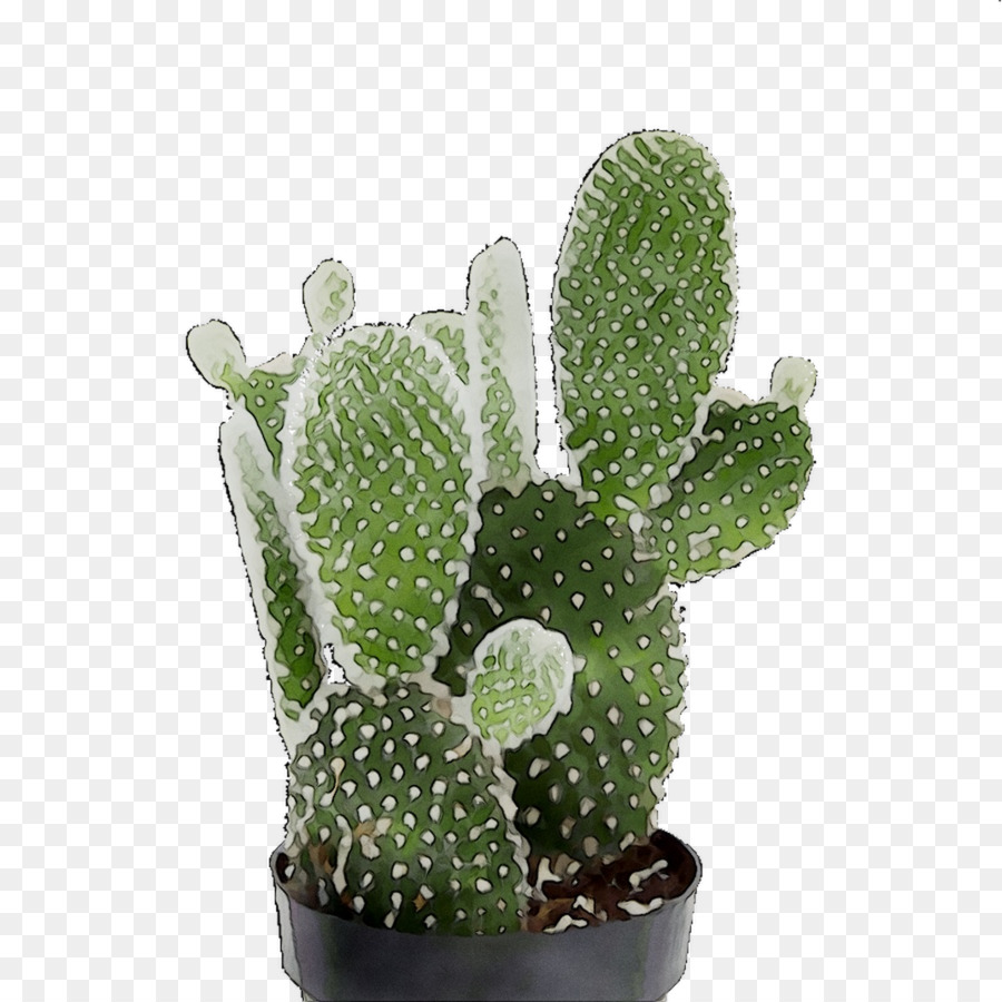 Cactus，Succulent PNG