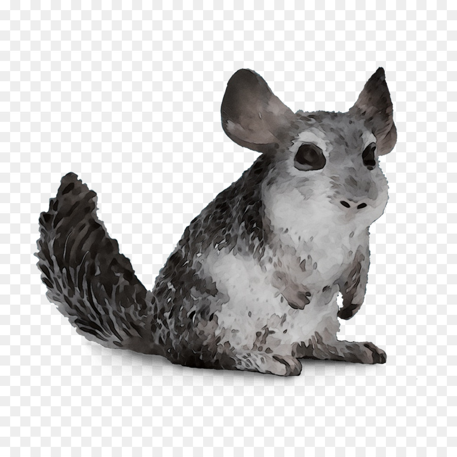 Chinchilla，La Faune PNG