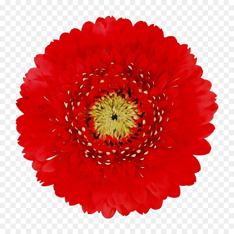 Fleur Rouge，Fleur PNG