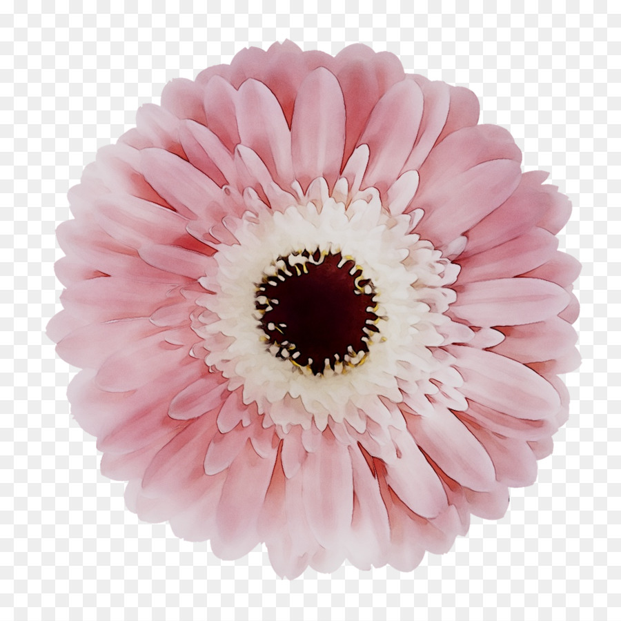 Fleur，Floraison PNG