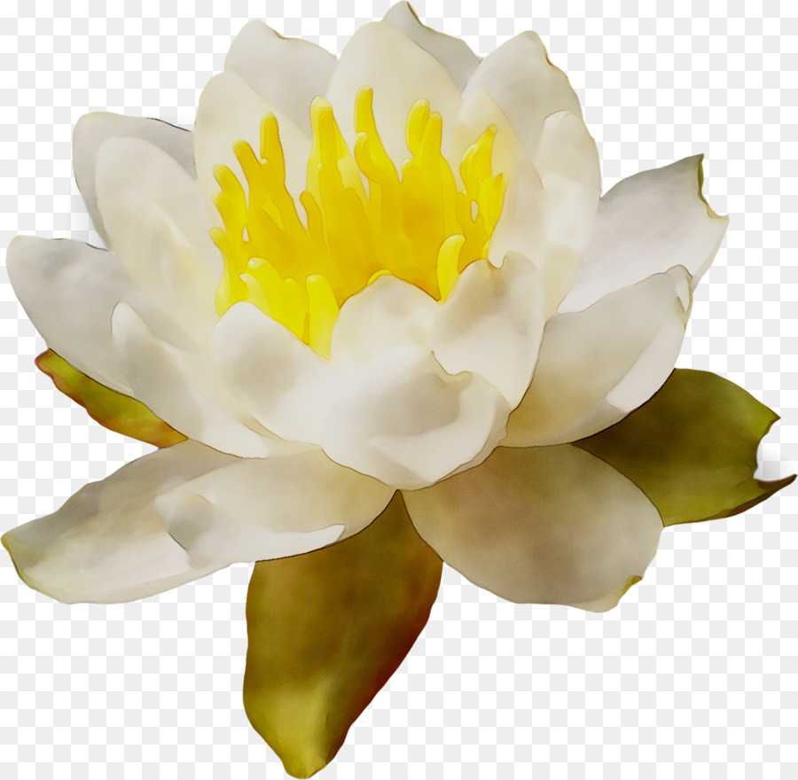 Fleur Blanche，Fleurir PNG