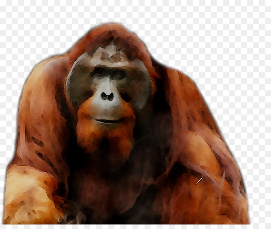 Orang Outan，Gorille PNG