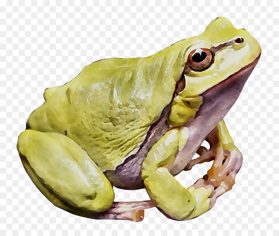 Grenouille Verte，Amphibie PNG