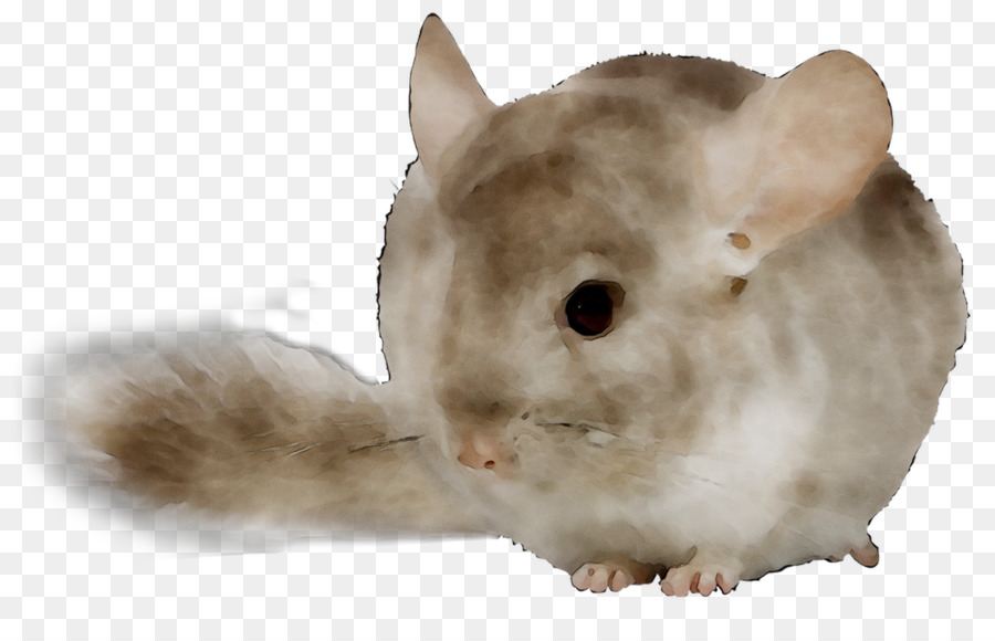 Un Lapin Domestique，Chinchilla PNG