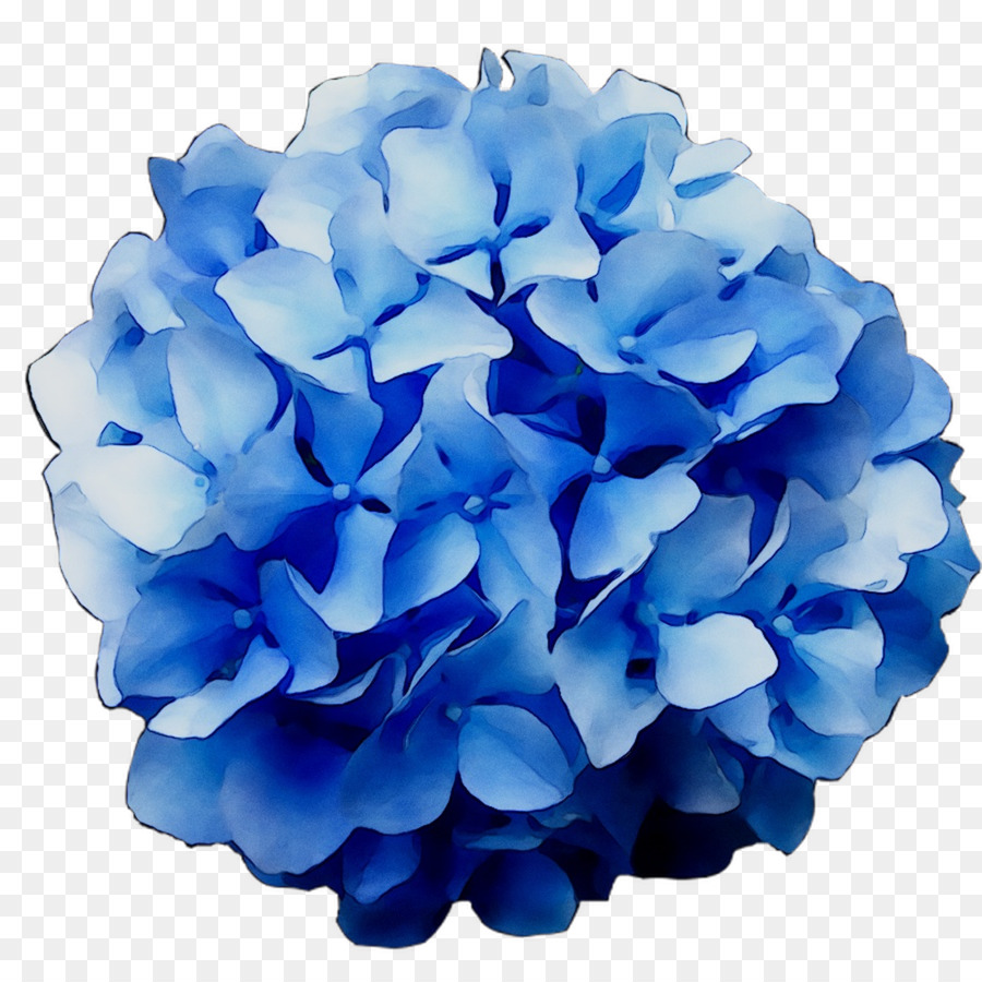 Pompon Bleu，Décoration PNG