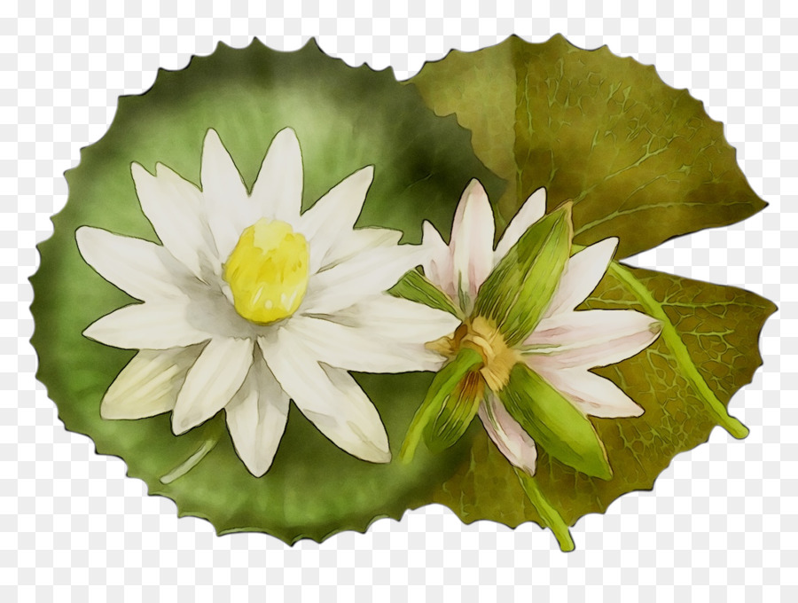 Fleur De Lotus Blanc，Nénuphar PNG