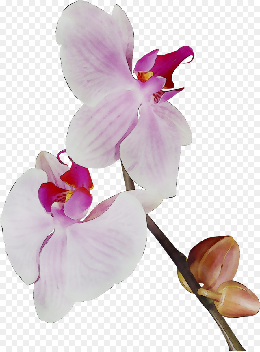 Orchidée Rose，Floraison PNG