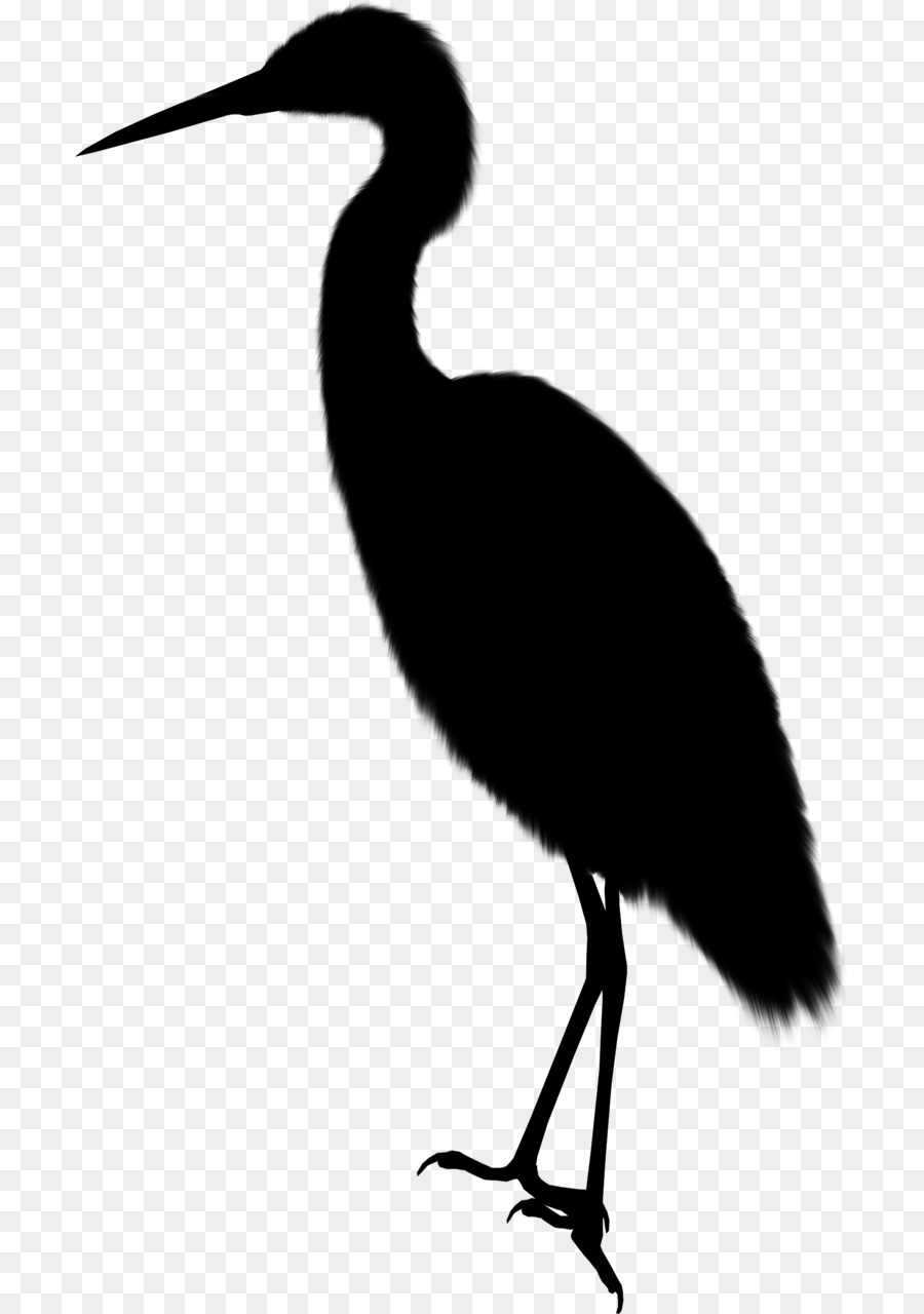 Ibis，Les Oiseaux D'eau PNG