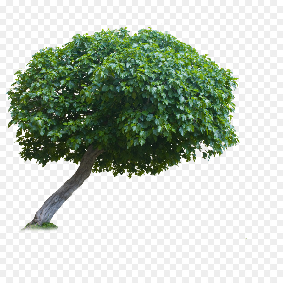 Arbre Vert，Usine PNG