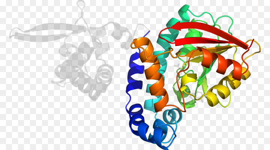 Structure Des Protéines，Biologie PNG