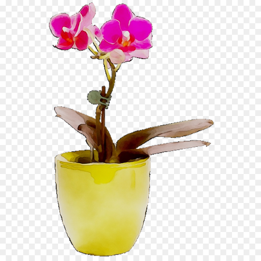 Plante D'orchidée，Fleur PNG