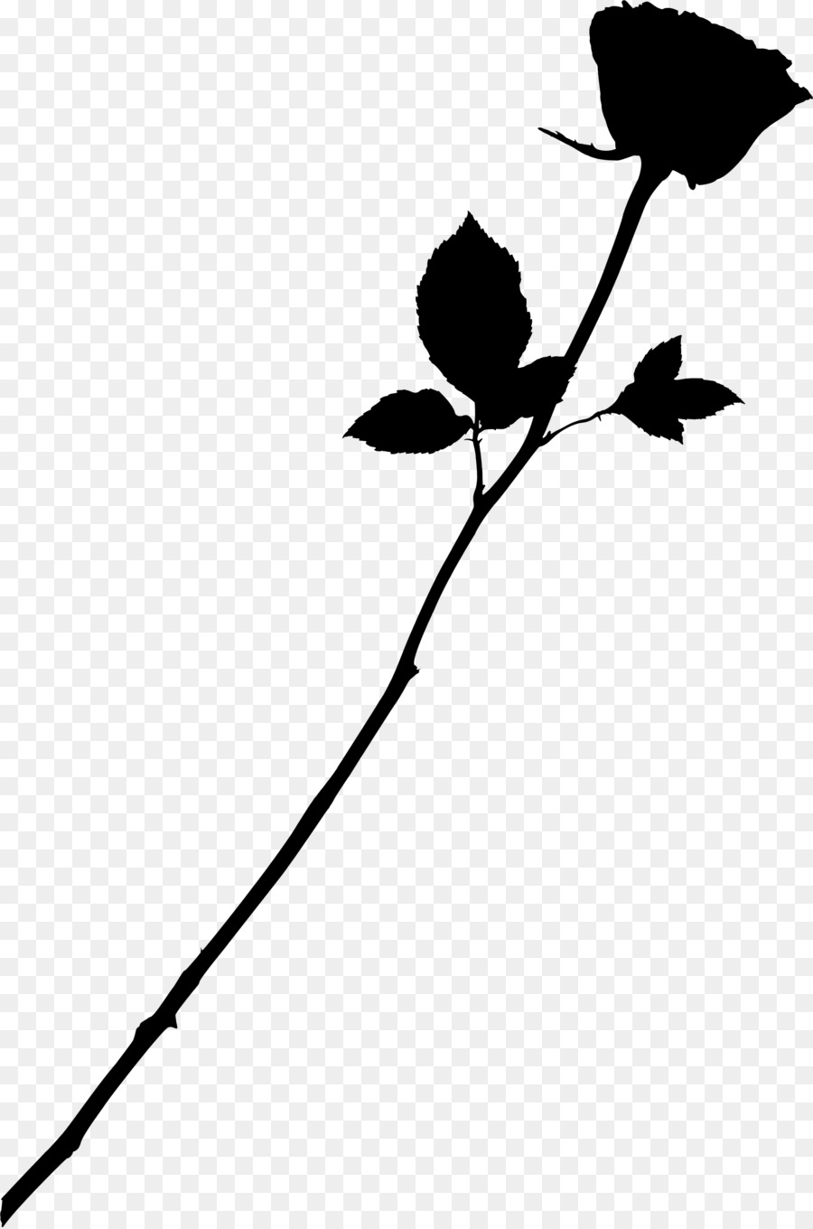 L'amour，Rose PNG