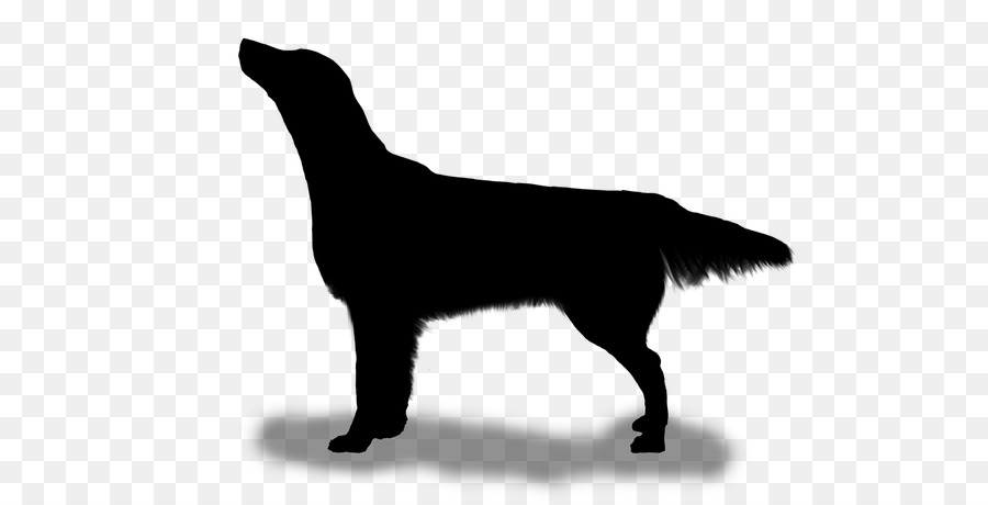 Flatcoated Retriever，Le Labrador Retriever PNG