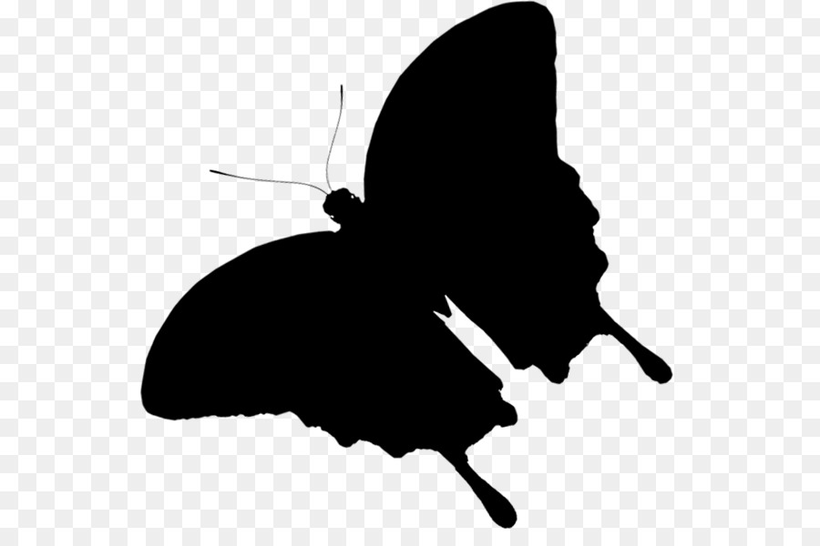 Silhouette De Papillon，Insecte PNG