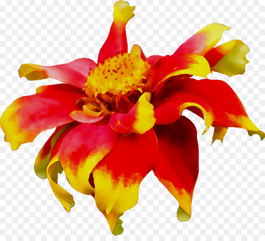 Design Floral，Alstroemeriaceae PNG
