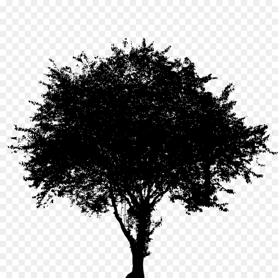 Arbre，Silhouette PNG