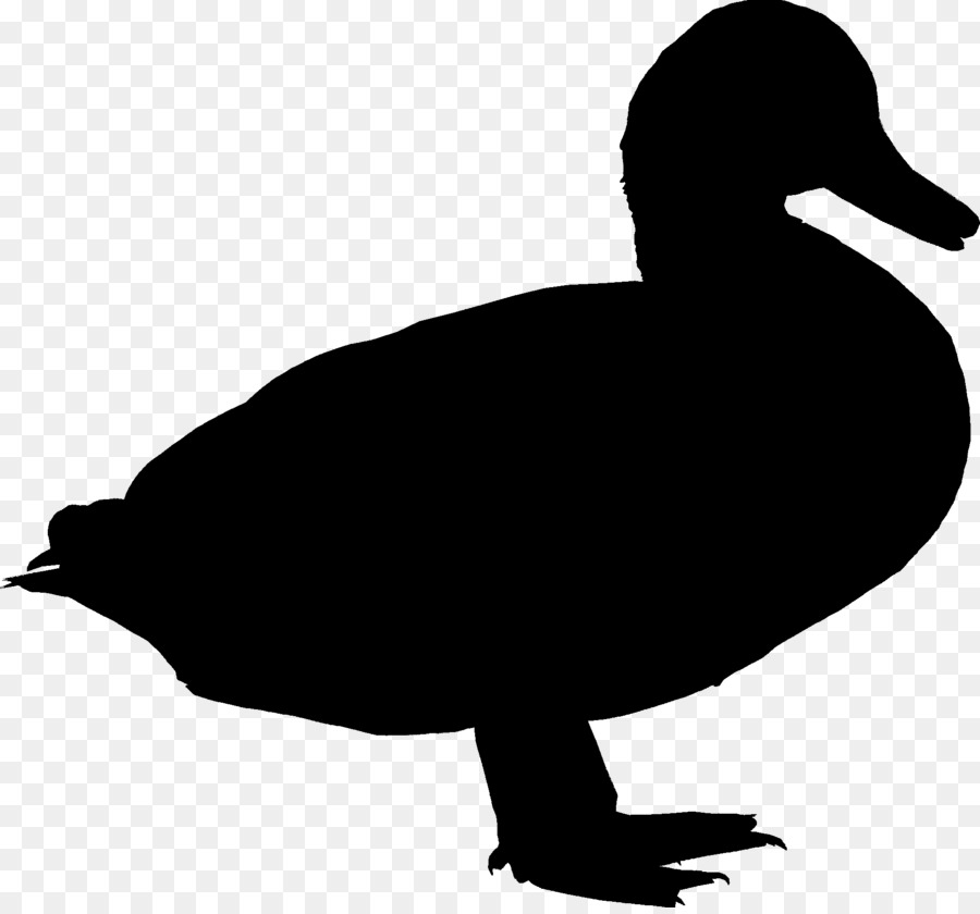 Canard，Oie PNG