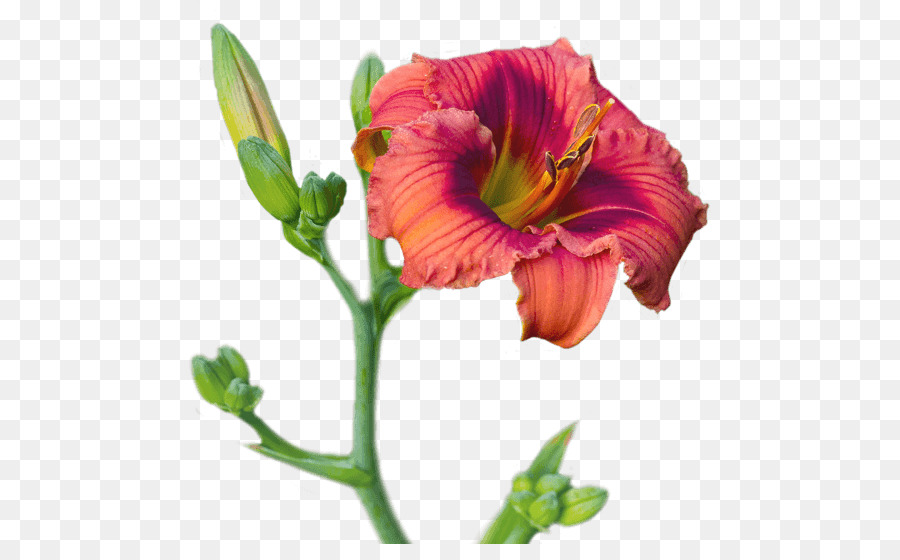 Fleur，Hémérocalle PNG