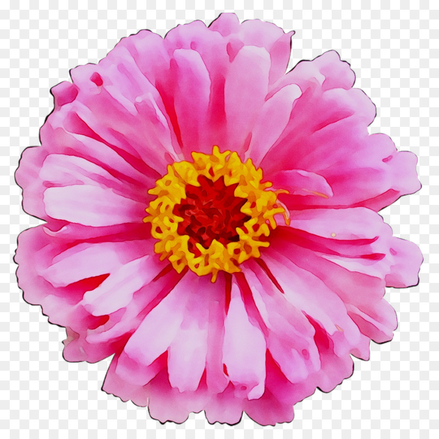 Fleur，Rose PNG