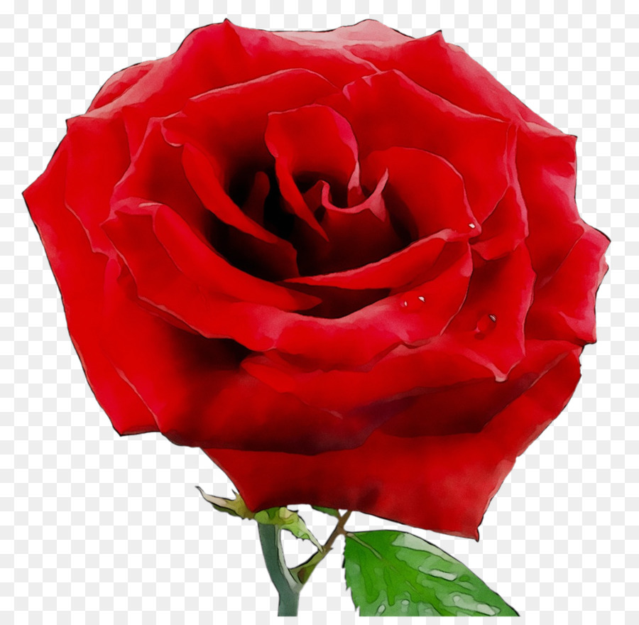 Roses Rouges，Floraison PNG