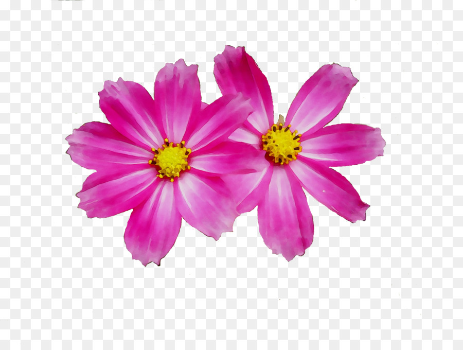 Fleurs Violettes，Feuilles PNG