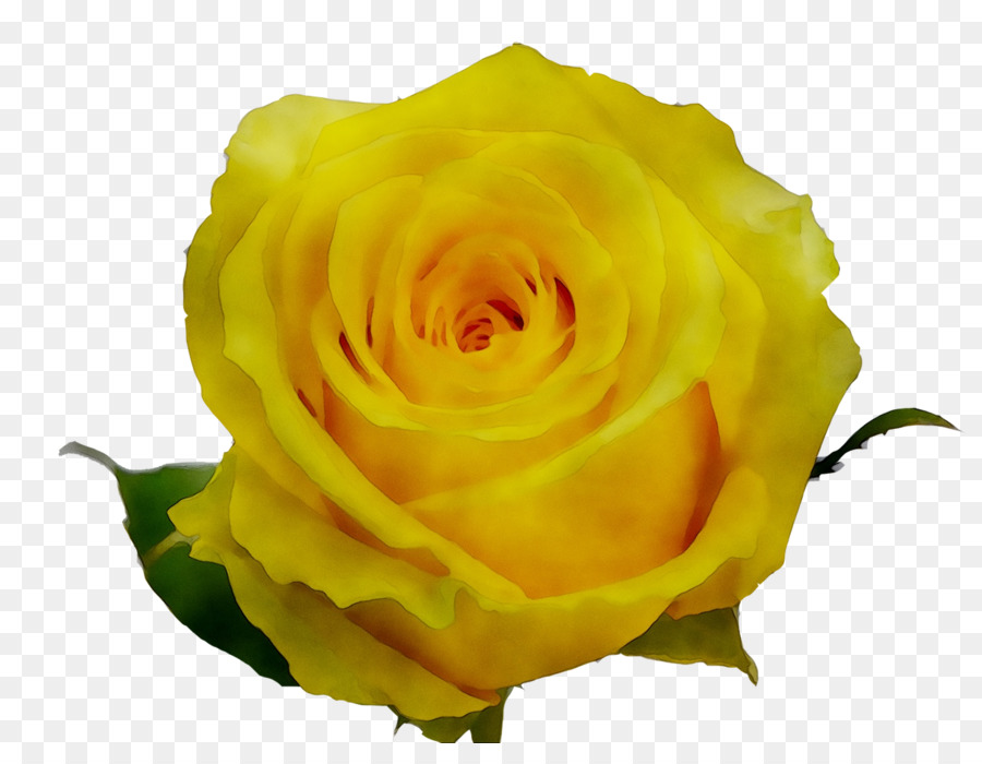 Rose Jaune，Rose PNG