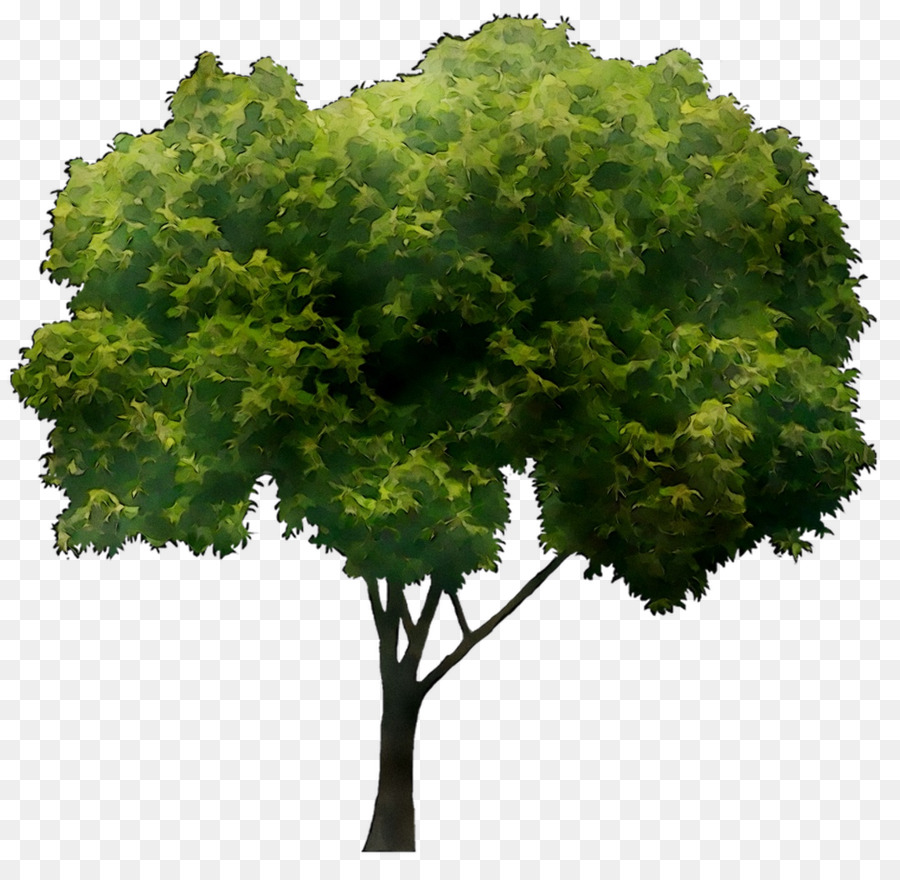 Arbre Vert，Usine PNG