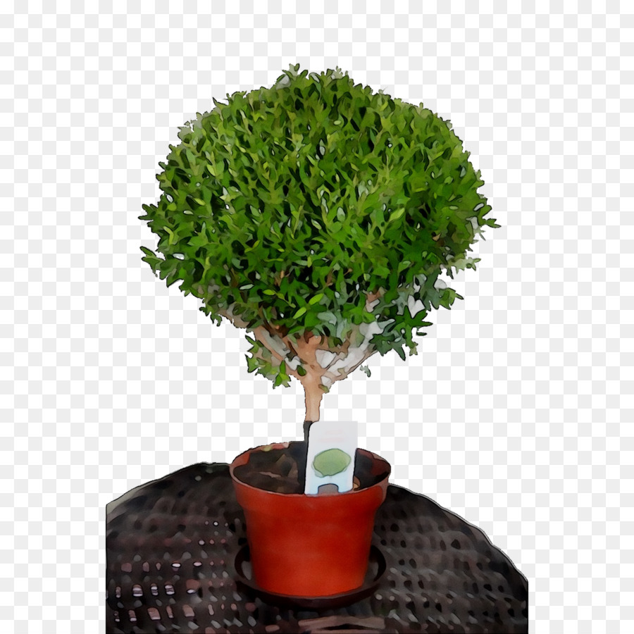 Chinois Douce Prune，Arbre PNG