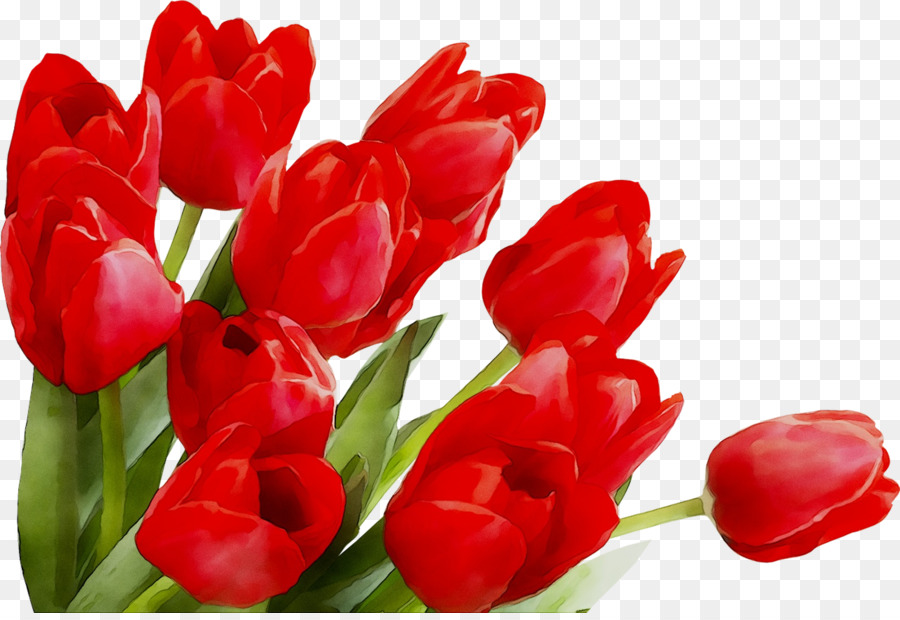 Tulipes，Rouge PNG