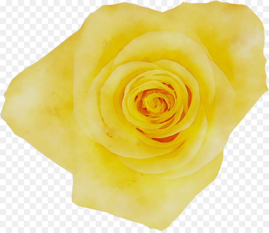 Rose Blanche，Floraison PNG