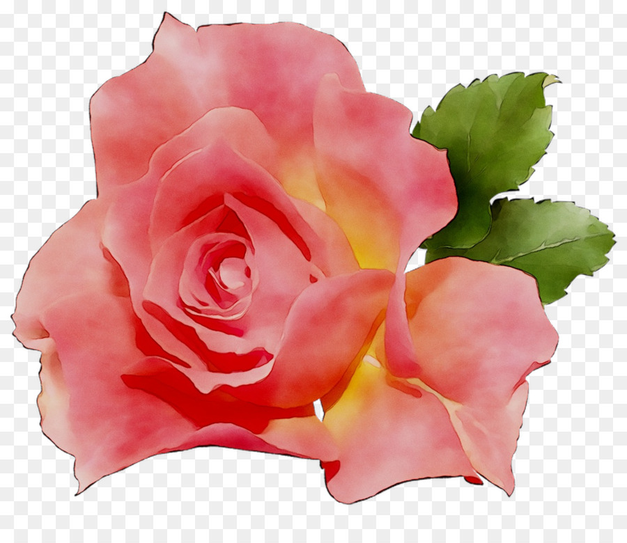 Rose，Floraison PNG