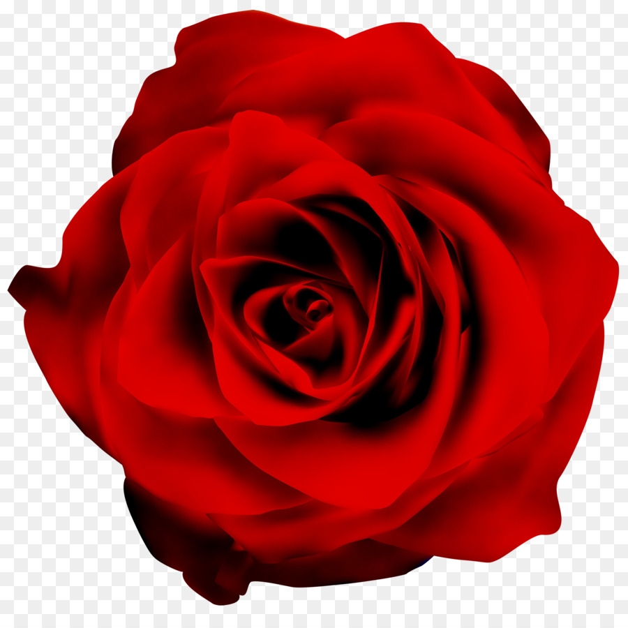 Rose Rouge，Rose PNG