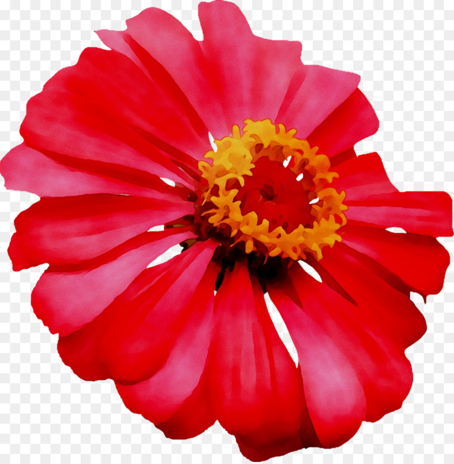 Fleur Rouge，Fleur PNG