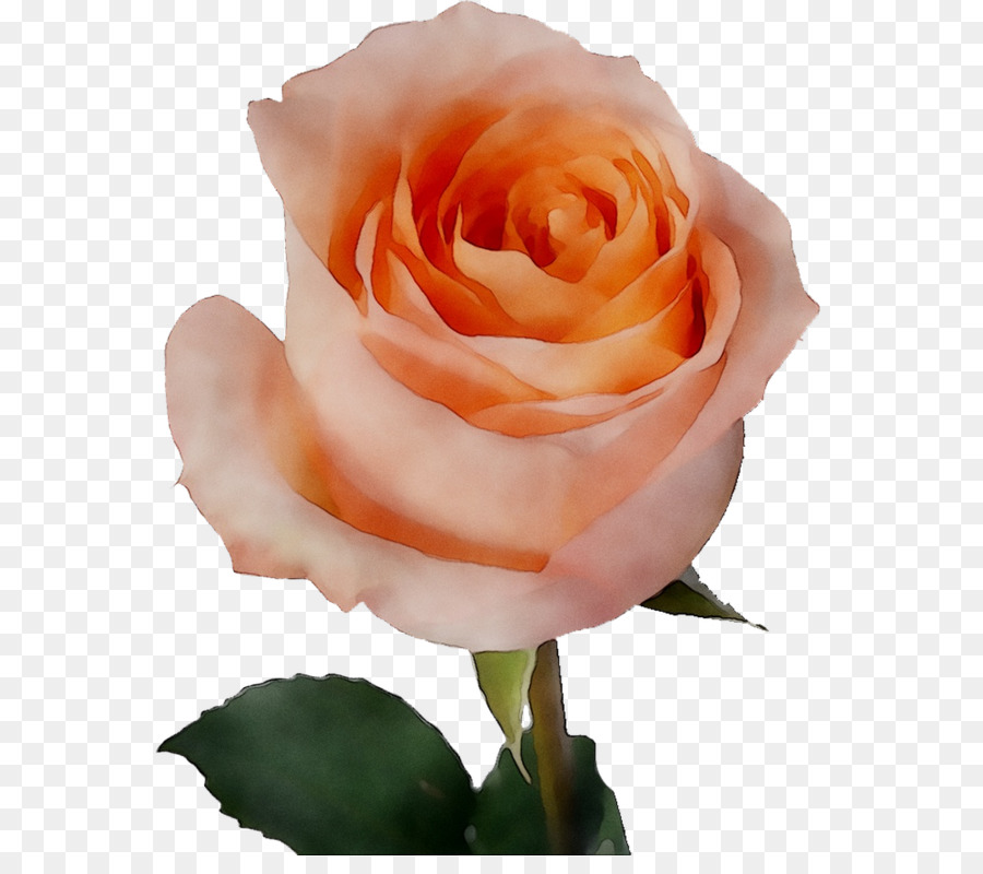 Pêche Rose，Floraison PNG